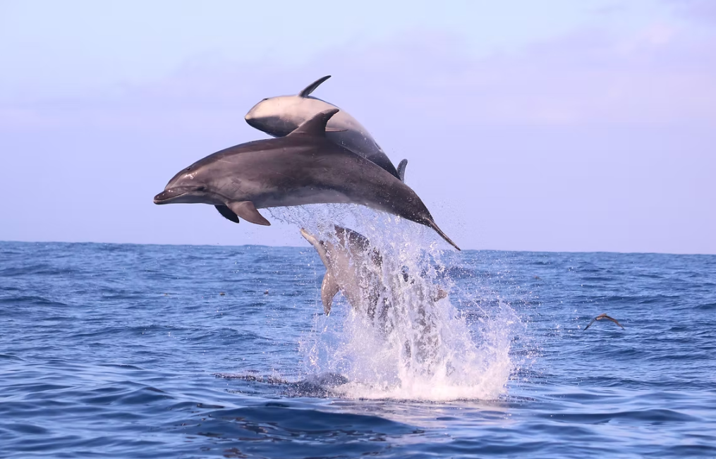 Speedboat - Calheta